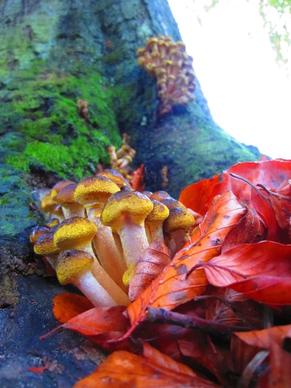 mushrooms park forest