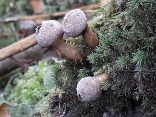 mushrooms plant nature