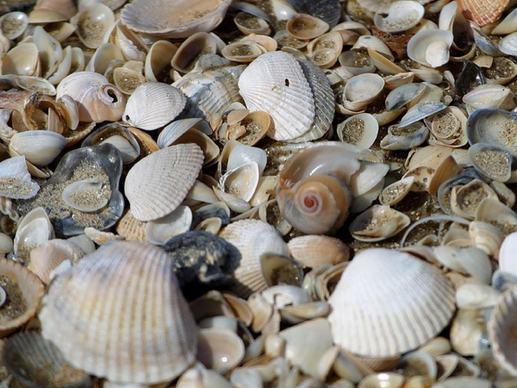 mussels mussel shells shells
