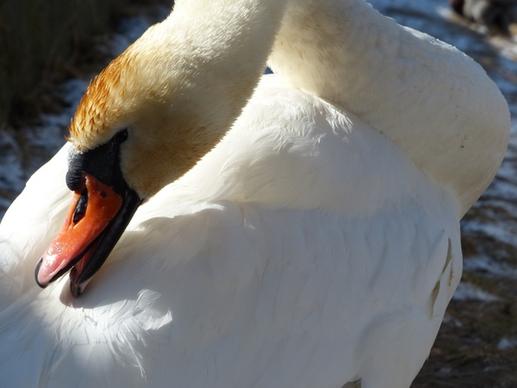 mute swan swan clean