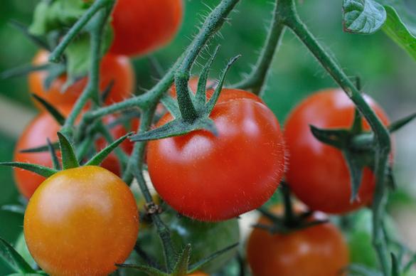my greenhouse tomatoes