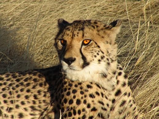 namibia cheetah feline