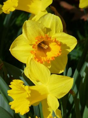 narcissus daffodil yellow