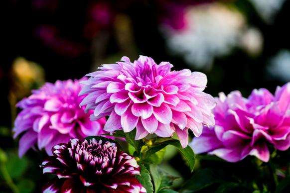 natural blooming Dahlia picture elgant contrast