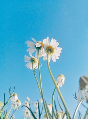 natural chrysanthemum picture bright elegance