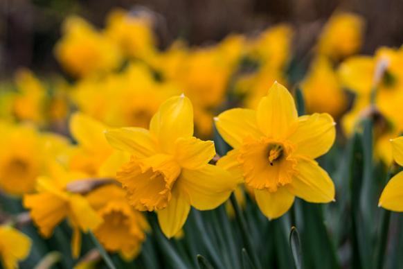 natural daffodil field backdrop picture elegant closeup