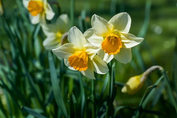 natural daffodil flowers backdrop picture elegant closeup blooming scene 