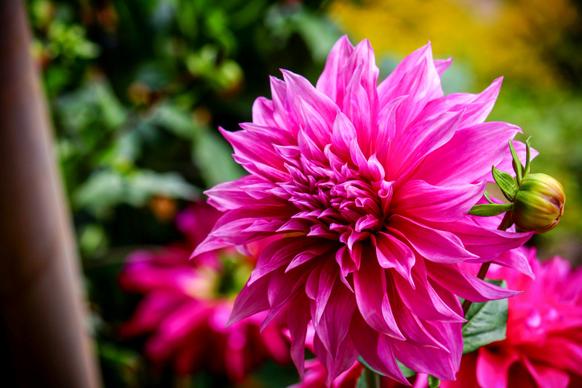 natural dahlia flower picture blooming scene