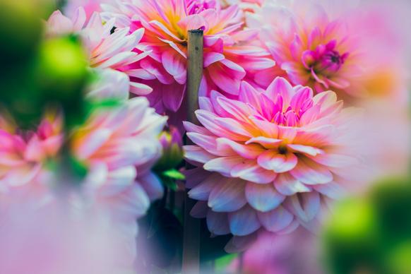 natural dahlia flowers picture blurred closeup elegance