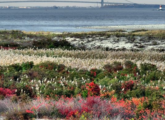 natural garden at the foot of new york harbor