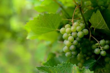 natural grapes backdrop elegant closeup