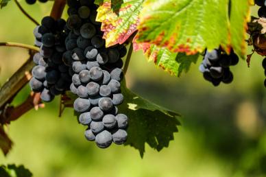 natural grapes backdrop picture contrast closeup elegance