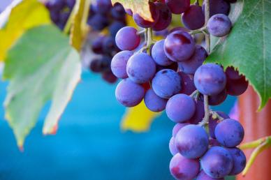 natural grapes picture elegant fruits leaves