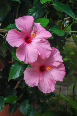 natural hibiscus picture flowers leaves scene elegance