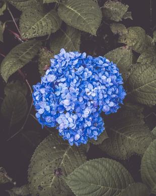 natural hydrangea flower picture backdrop contrast closeup