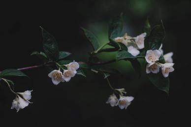natural jasmine backdrop dark elegance