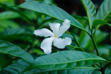 natural jasmine flowers picture backdrop elegant closeup