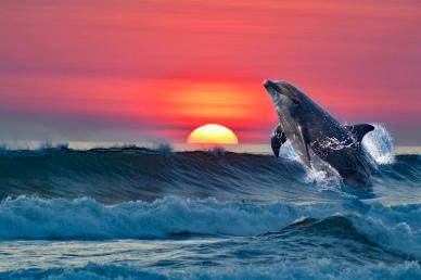 natural ocean scenery picture elegant playful dolphin sunset scene