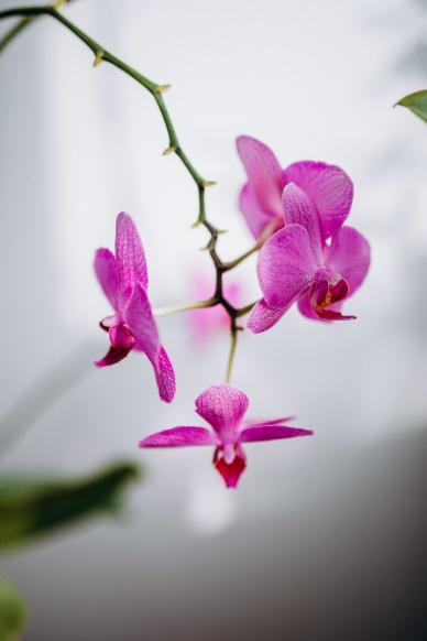 natural orchid backdrop picture realistic closeup