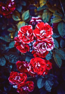 natural roses picture contrast blooming scene