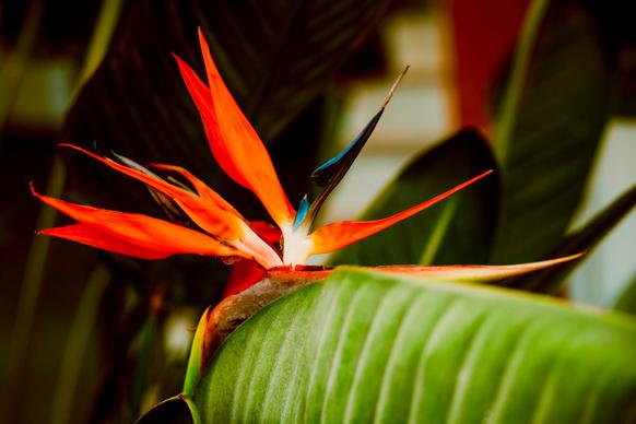 natural scene picture closeup bird of paradise flower leaves