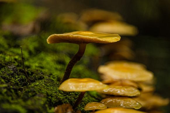 natural scene picture closeup growing mushroom moss 