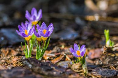 natural scene picture growing tiny Crocus flowers