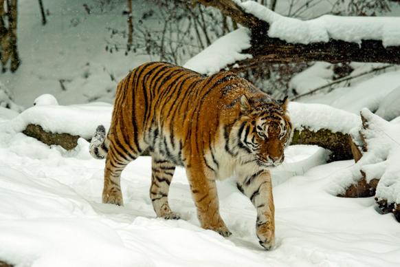 natural winter picture walking tiger snow scene 