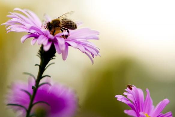 nature backdrop bee petals closeup