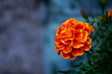 nature backdrop contrast blooming marigold flower