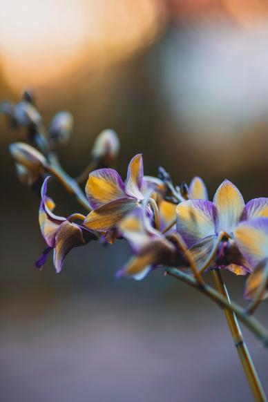 nature backdrop contrast blurred blooming Orchid flowers closeup