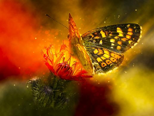 nature backdrop dynamic butterfly hawk petal light effect