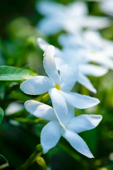 nature backdrop elegant blurred closeup jasmine flower
