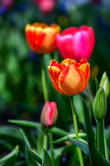 nature backdrop elegant blurred closeup tulip flowers