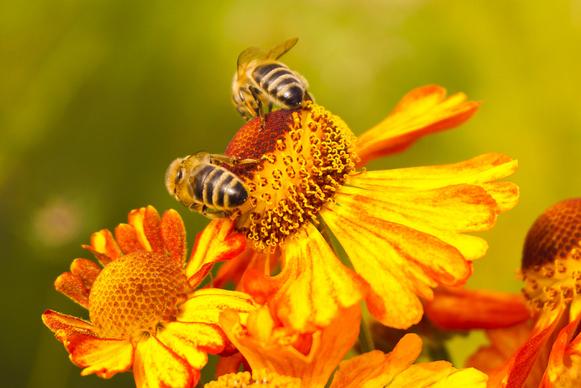 nature backdrop honey bees petals closeup 