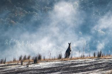 nature backdrop kangaroo cloud sky scene