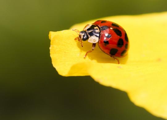 nature backdrop ladybug perching petal closeup