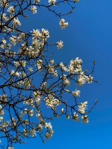 nature backdrop magnolia flowers blossom sky scene