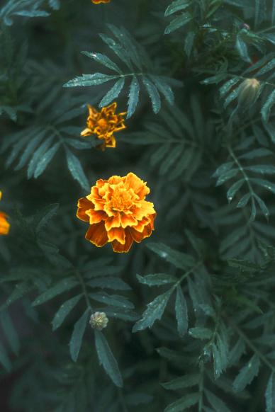 nature backdrop marigold petal leaves contrast scene