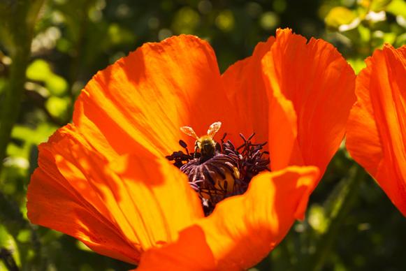 nature backdrop picture bee perching poppy flower scene 