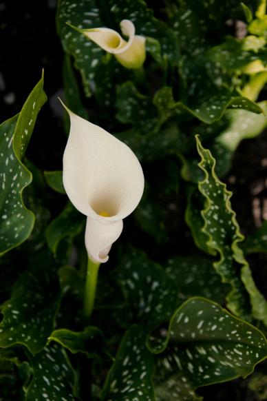 nature backdrop picture blooming arum lily leaves scene