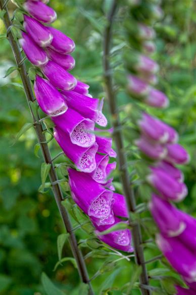 nature backdrop picture blooming Foxglove flowers closeup