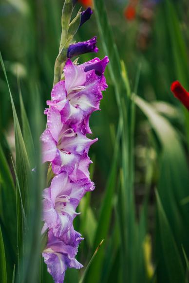nature backdrop picture blooming gladiolus flowers closeup