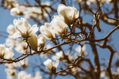 nature backdrop picture blooming magnolia flowers scene
