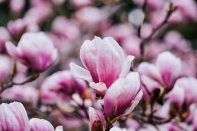 nature backdrop picture blooming Magnolia scene closeup