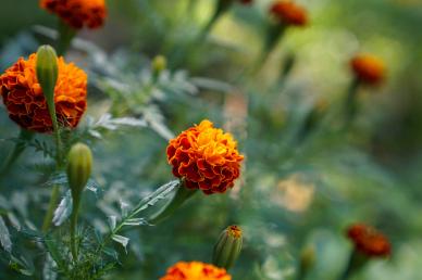 nature backdrop picture blooming marigold flowers closeup