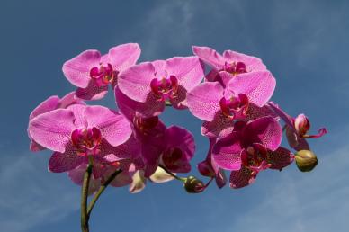 nature backdrop picture blooming Orchid flowers sky scene