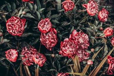 nature backdrop picture blooming Peony flowers