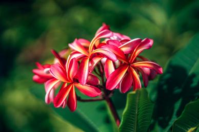 nature backdrop picture blooming plumeria flowers leaves