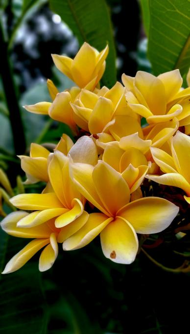 nature backdrop picture blooming plumeria flowers leaves scene